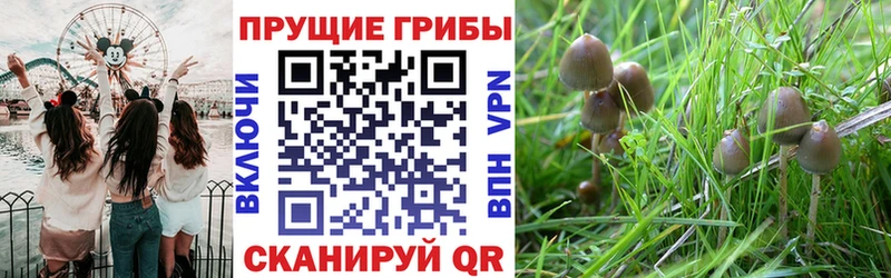 что такое наркотик  Фрязино  Галлюциногенные грибы GOLDEN TEACHER 